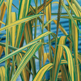 Phragmites australis variegata - Plante de iaz iazuri-acvarii.ro